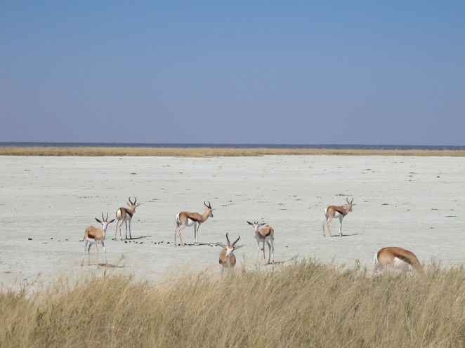 Etosha